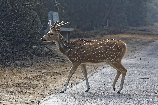 Keoladeo national park-043